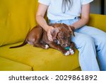 Faceless female in casual clothes petting fluffy puppy on sofa with toy in mouth. American pit bull pup lying on couch and playing with toy while pet parent pampering beloved companion