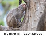 Sleeping monkey on a tree resting peacefully.