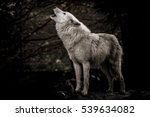 Howling Wolf In The Dark