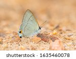 A Gray Hairstreak Butterfly ...