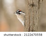 A "downy Woodpecker" Watches...