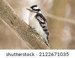 A Downy Woodpecker Sitting On...