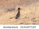 A Greater Roadrunner In The...