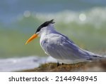 A Royal Tern Sits On The Beach...
