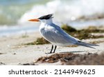 A Royal Tern Bird Sitting On...