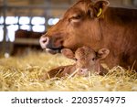Cow and newborn calf lying in straw at cattle farm. Domestic animals husbandry and reproduction.