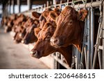 Beef cattle farming and large group of cows domestic animals inside cowshed waiting for food.