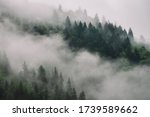 Foggy Spruce Forest In The...