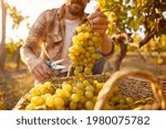 Unrecognizable man collecting ripe grapes into wicker basket during harvest on vineyard on autumn day in countryside