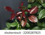 Small photo of new leaf growth with red color on marwar plant