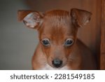 Small photo of The Pinscher is a dog known for its loyalty and willingness to protect its owners, and this image conveys this admirable quality in a subtle and smooth way.