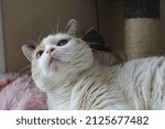 Small photo of Female Calico cat straight onlook