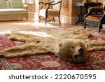 Small photo of huge brown bearskin rug. old school design