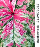Small photo of White and green speckled appearance with pinkish tinge. The beauty of Caladium