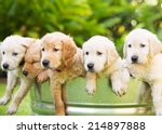 Adorable Group Of Golden...