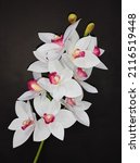 A Beautiful Symbidium Orchid ...