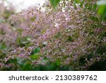 Small photo of Pink flowers branch, (Congea tomentosa), green blurry background from leaves, spot focus