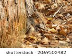 Fox Squirrel Camouflaged By...
