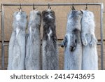 Mink Pelts. Animal fur. Stop wearing fur. Grey fur skins are hanging outside. Trade in fur products.