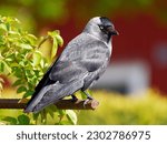 Karlshamn, Sweden. May 29, 2021. A jackdaw sitting on an iron rod, watching. Blurry background.
