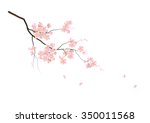 cherry blossom flowers with... | Shutterstock .eps vector #350011568