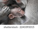 A mother monkey nursing her...