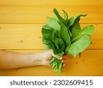 Small photo of Spinach harvest field closeup hand fresh vegetable cook Spinacia oleracea detail growing seedlings farm plant farming. Young leaves leaf leafy green rows agriculture bio organic cultivation Europe