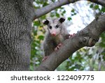 American Opossum In A Tree