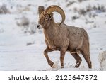 Bighorn sheep ram photo taken at the National Elk Refuge in Jackson Wyoming. Looks like he has a little chunk of his horn off due to battling other rams.