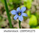 Blue Eyed Grass Wildflower In...
