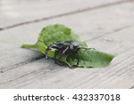 Small photo of Close up shot of a footless stag beetle (Lucanus cervus) on the green plantain leaf on wooden background. Listed animal. Red Book