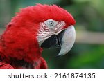 Head Of A Scarlet Macaw  Ara...