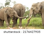 Small photo of Close up a Sumatran elephant face at Minas Sumatra Indonesia.