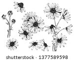 vector drawing daisy flower ... | Shutterstock .eps vector #1377589598