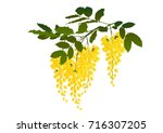 cassia fistula flower... | Shutterstock .eps vector #716307205