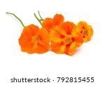 Bouquet Of Orange Nasturtium...