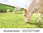 White cows grazing at the mountain pasture - Fine Romagna cattle breed on the Italian hills - Concept of sustainable animal husbandry Image