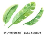 set of watercolor banana leaves | Shutterstock . vector #1661520805