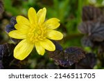 Small photo of lesser celandine (Ranunculus ficaria) 'Brazen Hussy' with yellow flower