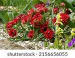 Small photo of Tulipa humilis 'Samantha' is a tulip species with double red flowers
