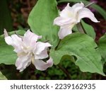 Small photo of Trillium catesbaei 'Plenum' has double white fllowers