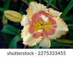 Small photo of Hemerocallis 'Leonie Henriette Regenwetter' is a Daylily with cream and pink flowers