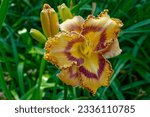 Small photo of Hemerocallis 'Lexicon' is a daylily with melon and purple flowers