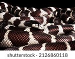 California king snake on black background