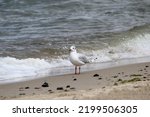 White Seagull On The Seashore 