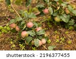 Apple tree is strewn with a bountiful harvest of purple red apples. Branches with nutritious fruits bent to the ground. Fall apple picking, rich in fiber and antioxidants,harvesting. Natural vitamins.