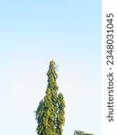 Small photo of A solitary tree stands tall against a backdrop of clear blue sky. Its branches are dressed in lush green leaves, creating a striking contrast with the serene, unblemished sky.