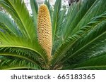 King Sago Palm With A Male...