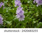 common water hyacinth, is an aquatic plant native to South America, naturalized throughout the world, and often invasive outside its native range. It is the sole species of the subgenus Oshunae within