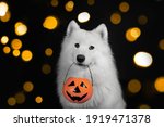Samoyed dog sitting on Halloween in front of the door at the house entrance with a pumpkin lantern or light, scary and scary 